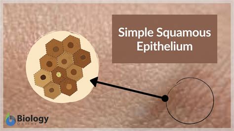 squamous meaning in marathi|skin meaning in english.